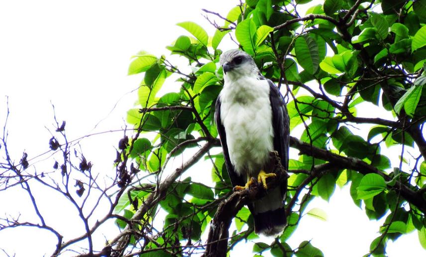 Perched Grey-backed Hawk - Pseudastur occidentalis. Location: Bosque y Vegetación Protector Prosperina, Ecuador.  Copyright: George Gutiérrez, Bosque y Vegetación Protector Prosperina