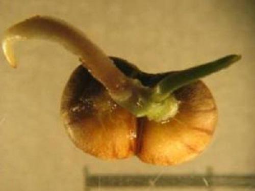 Seeds 21 days after germination.