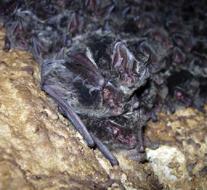 Cluster of barbastelles in Mayskaya cave.