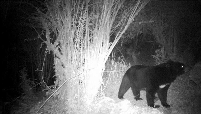 Himalayan black bears in Annapurna conservation area. ©ACAP.