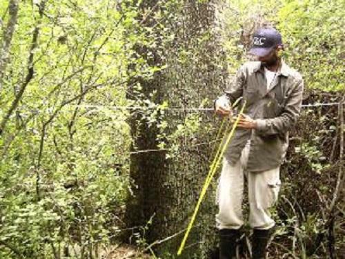 Fieldwork. Sebastian Torrella measuring the DBH of a Quebracho (Schinopsis balansae).