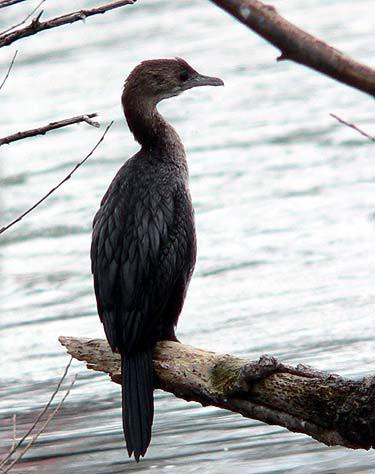Pygmy Cormorant.