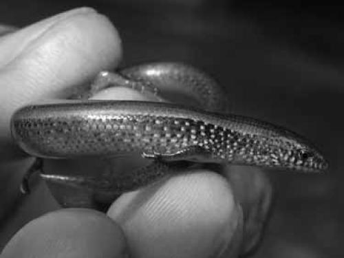 Lygosoma bowringgii.
