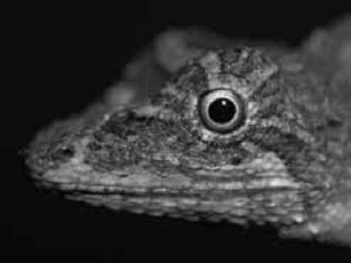 Ptyctolaemus gularis.