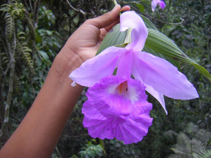 Purple Candelaria Orchid. ©L.Ditmars.