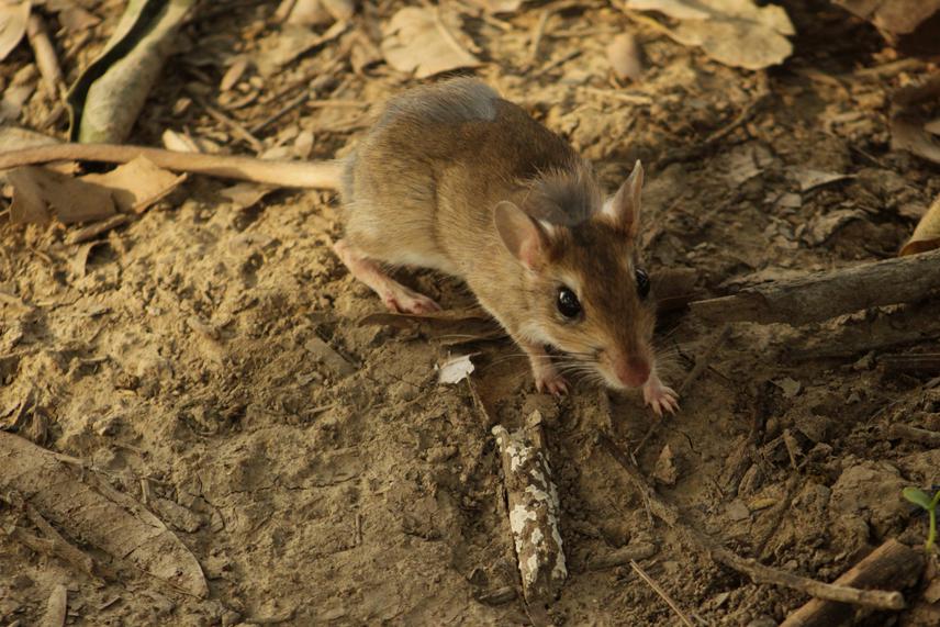 Indian gerbil.