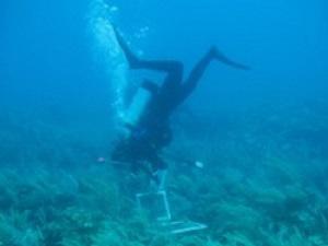 Clare conducting benthic reef survey.