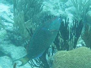 Stoplight Parrotfish.
