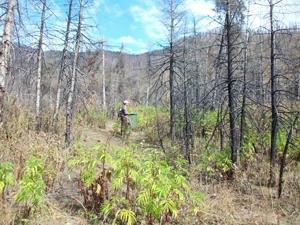 Village Daba. Forest burned in 2008. First stage of succession.