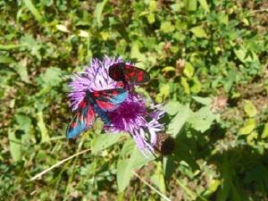 Zygaena in Kvabikhevi reserve.