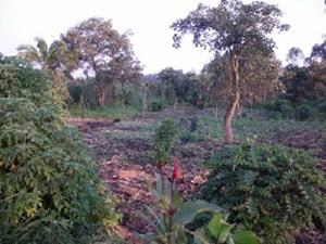 Reclaiming a Wetland for Crop growth.