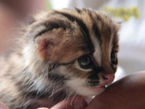 Visayan leopard cat kitten.