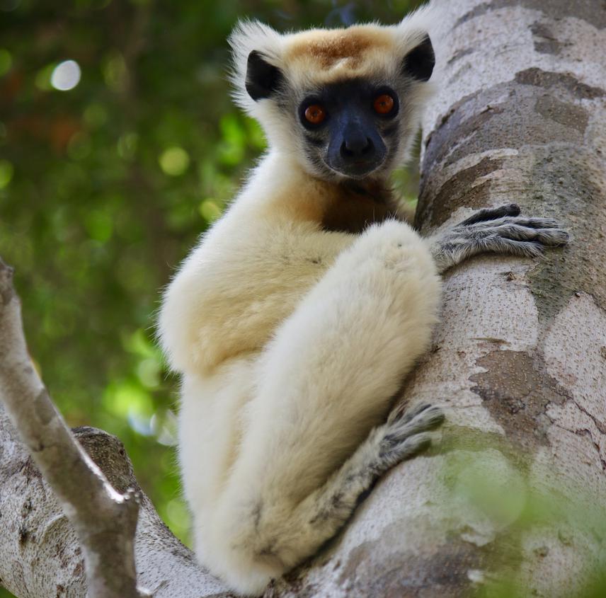 78c6a2-1 Golden_crowned_sifaka2.jpeg