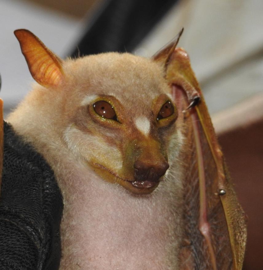 Pohle’s Fruit Bat- Casinycteris ophiodon- New species to Nigeria.