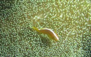 Anemone and Clown Fish in Sumbawa Island.