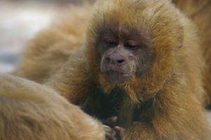 Blond capuchin. Photo by Bruna Bezerra.