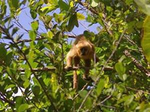 Blond capuchin. Photo by Bruna Bezerra.