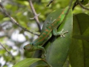 Phelsuma guimbeaui.