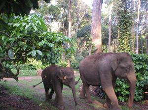 The mother and her calf.