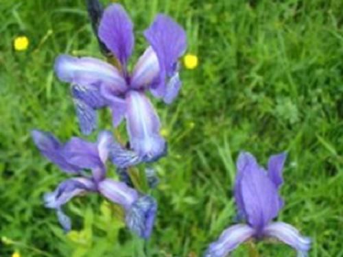Iris sibirica in floodplain of Ros' River (Cherkassy region).