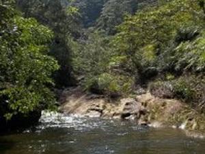The study area at Núcleo Caraguatatuba (Serra do Mar state park).