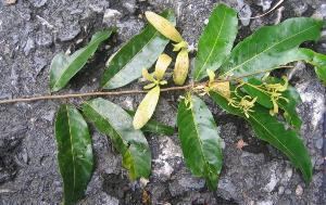 Flower of Vatica subglabra.