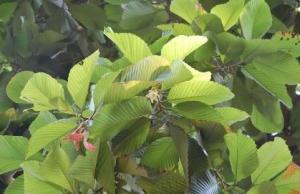 The flower and fruit of D. retusus.