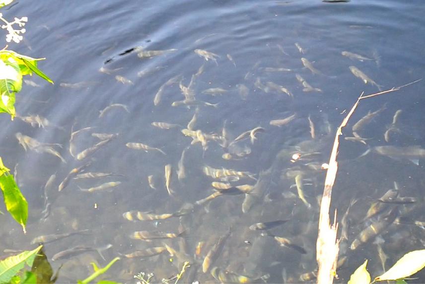 Congregation of different life stages of chocolate mahseer in Mehao Lake