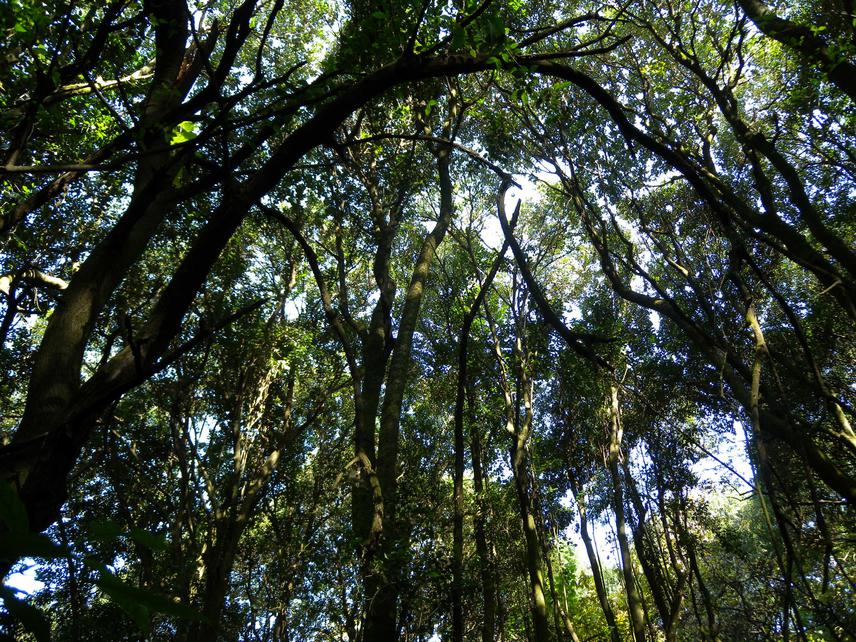 Forest invaded by exotic tree L. Lucidum.