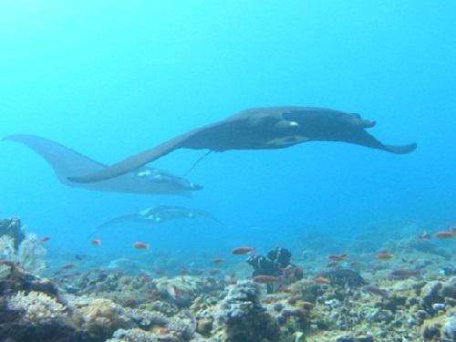 A typical coral reef, North Sulawesi, Indonesia.