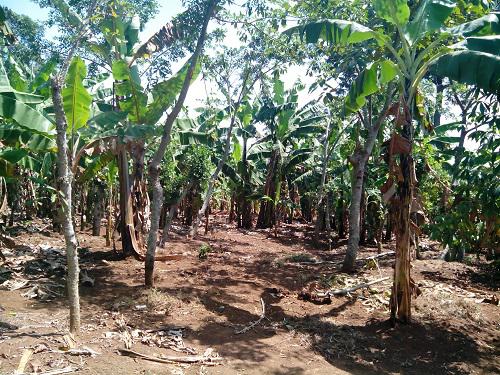 Ficus spp trees planted in a Banana garden.