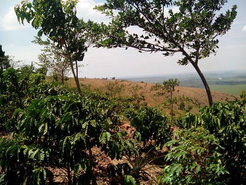 Ficus spp trees planted ina coffee garden.