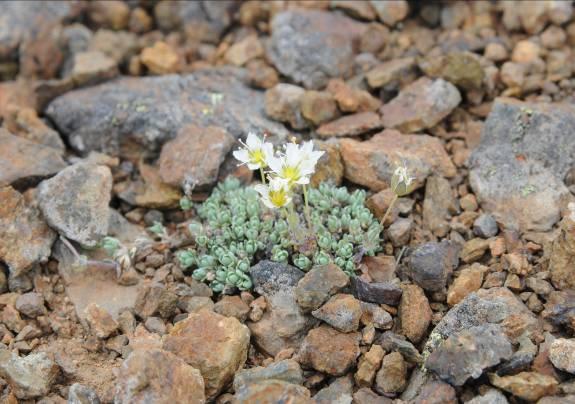 Minuartia tricostata Khokhr.
