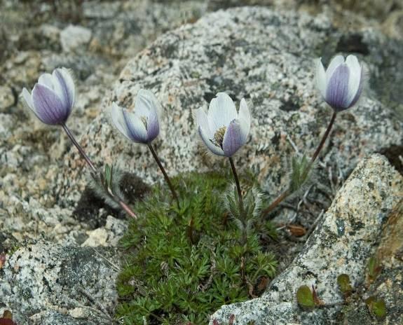 Pulsatilla magadanensis Khokhr. et Worosch.