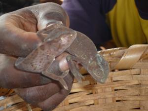 Alive cameleon species sold in the zoo-therapeutical market. alive cameleon are common on the displays of the fetish market in Benin.