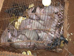 Alive giant rat (Crycetomys eminis) sold in the Dantokpa fetish market in Benin.