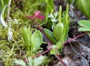 Red-listed species in the Valley of Geysers Ophioglossum thermale Kom.