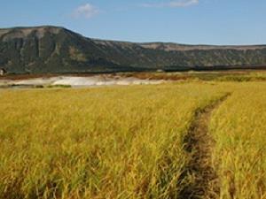 Tourist trail in geothermal area (Caldera of Uzon Volcano).