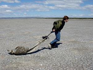 Corpse of a P. dioptrica.