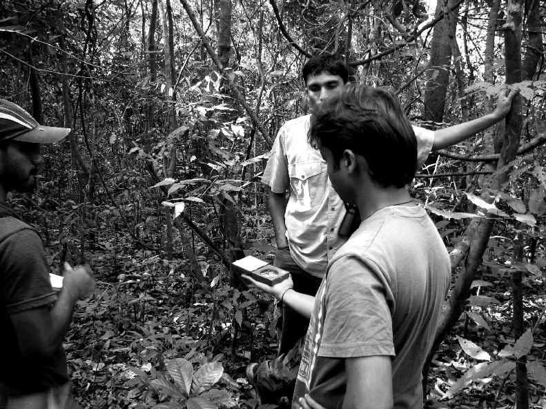 Vegetation plot.