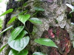 Betel leaf agroforestry.