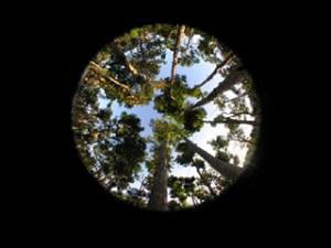 Canopy hemiphoto in agroforest.
