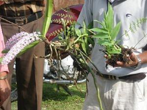 Orchid collection for relocation.
