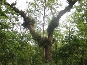 Orchid host tree.