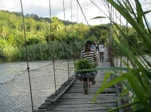 Distribution of Tree Seedling acrooss the river for planting location around the forest.