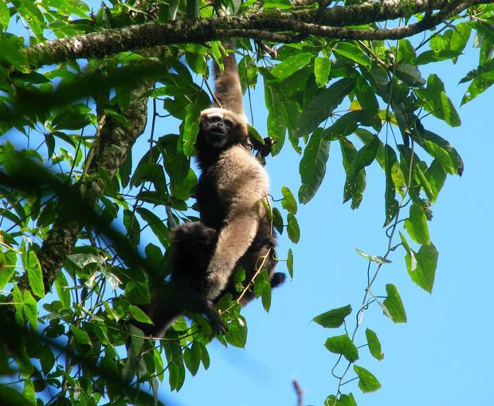 Adult female.