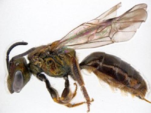 Lasioglossum (Homalictus) sp. - Bees of this genus are particularly interesting in the south western Pacific as they are small (~5mm) yet have been disperse many hundreds kilometres and colonise islands.