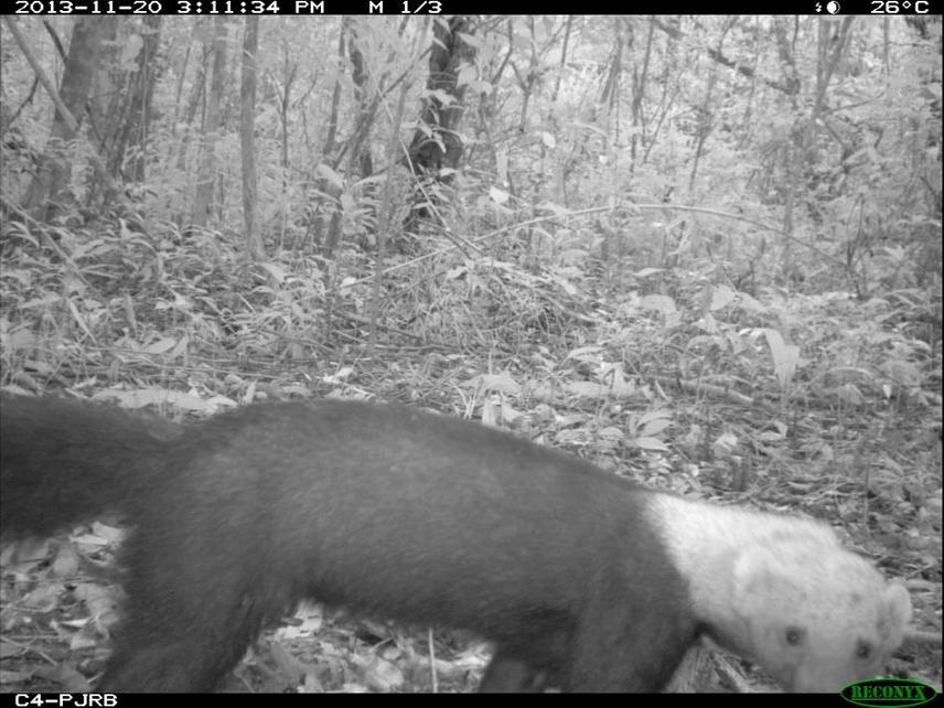 Tayra (Eyra barbara)