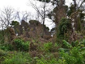 Secondary forest with high intensity of use in Premontane forest in north-western Argentina