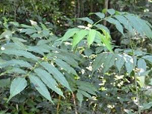 Seedling of Cedrela balansae, a principal timber tree specie in Premontane forest in north-western Argentina.